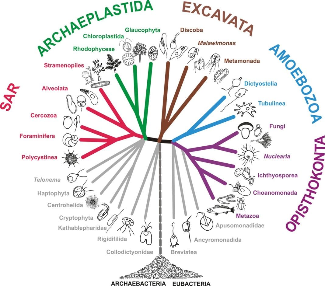 Representación de un árbol filogenético que muestra las posibles conexiones del euskera con otras lenguas del mundo.