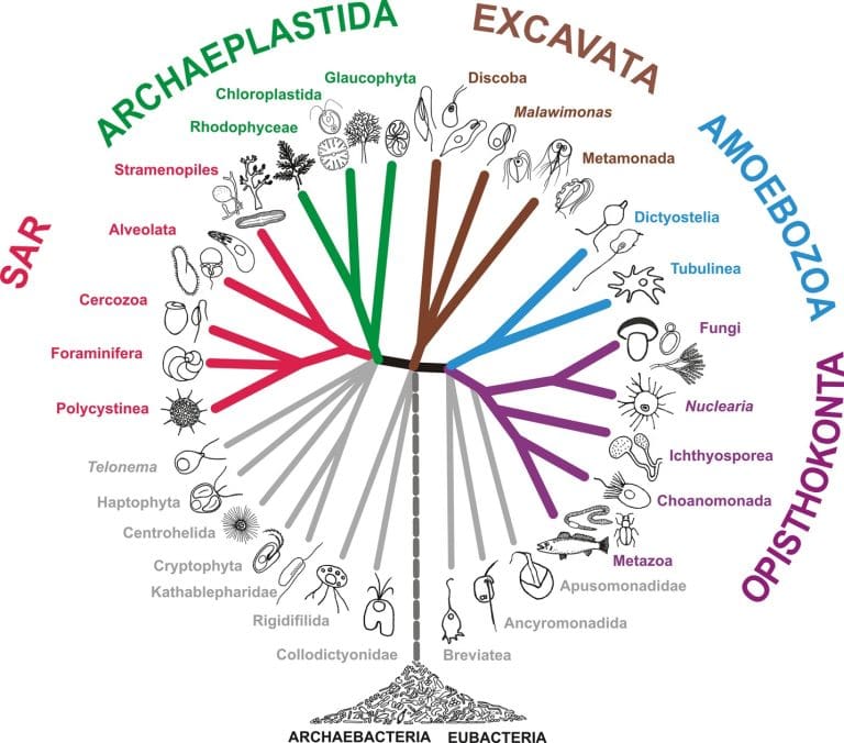 Representación de un árbol filogenético que muestra las posibles conexiones del euskera con otras lenguas del mundo.